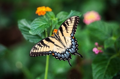 Papillon_libre_de_droit_pixabay